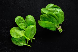 Fresh green baby spinach leaves on abstract black background