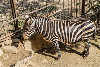 Zebra in a local zoo in Tbilisi