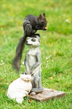Squirrel holding nut in hands sitting on meerkat in green grass looking right