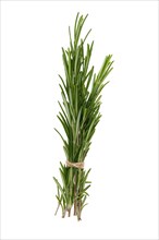 A branch of rosemary tied with twine isolated on white background