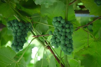 Growing bunch of unripe green grapes Isabella