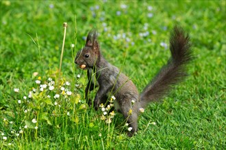 Squirrel with nut in mouth standing in green grass with yellow and white flowers looking left