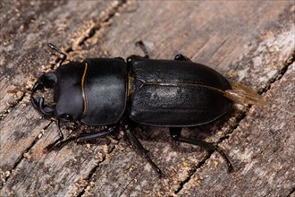 Lesser Stag Beetle sitting on tree trunk looking left