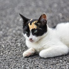 Tricolour cat