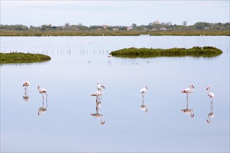 Flamingos