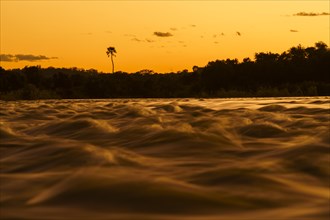 Golden hour at Zambezi river rapids with palm tree