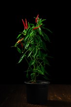 Low key photo of red thai chili pepper. Bush of chili pepper for home gardening