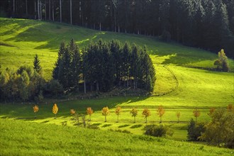 Forests and meadows near Missen-Willhams