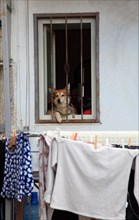 Small dog in a barred window watches over the laundry hanging to dry on the wall of the house