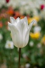 Outstanding colorful tulip flower bloom in the spring garden