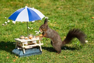 Squirrel with nut in mouth next to table with partly emptied potty and parasol leaning in green grass standing left looking