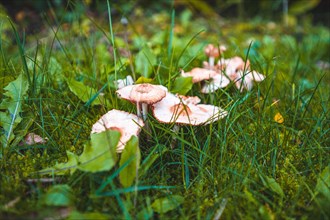 Small field mushroom
