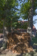 Firewood stacked between two oak trees