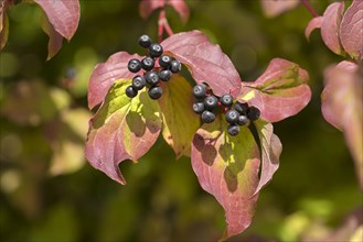 Fruits of the autumn red common dogwood