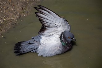 City pigeons bath in the muddy water
