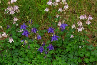 Wood columbine many inflorescences with open purple and white-purple flowers next to each other