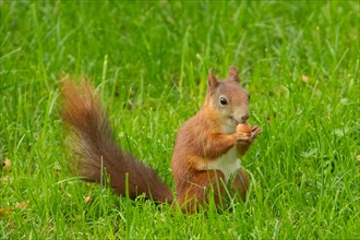 Squirrel holding nut in hands sitting in green grass