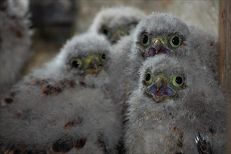Kestrel four young birds with open beaks sitting in nest in church tower looking down