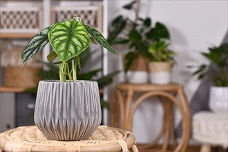 Exotic 'Alocasia Baginda Dragon Scale' houseplant in flower pot on table in boho style living room