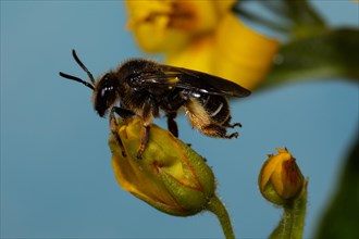 Alluvial Thigh Bee sitting on yellow flower left looking against blue sky