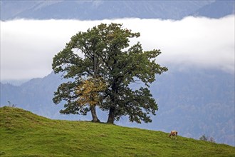 Group of trees with cattle in front of fog