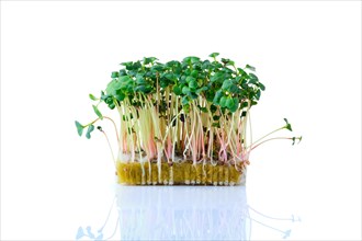 Fresh microgreens. Sprouts of radish daikon isolated on white background