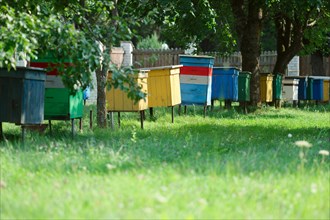 Row of hive with bees in country backyard