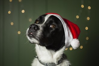 Cute dog wearing santa s red hat
