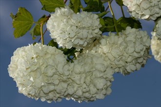 Common snowball flower panicle with some open white flowers against a blue sky