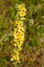 Black mullein Inflorescence with several open yellow flowers