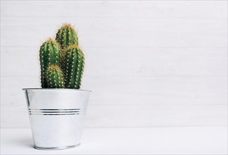 Cactus pot plant against wooden background