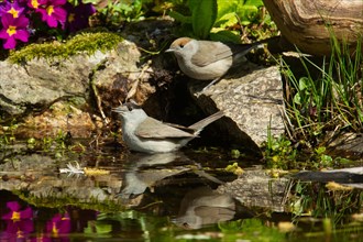 Blackcap male and female standing on stones at water's edge with reflection seen left
