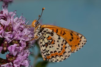 Red Melitaea butterfly with closed wings sitting on pink flower looking left against blue sky