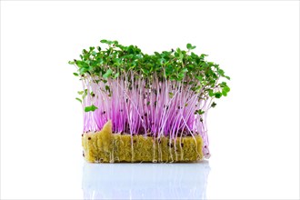 Fresh microgreens. Sprouts of kohlrabi isolated on white background