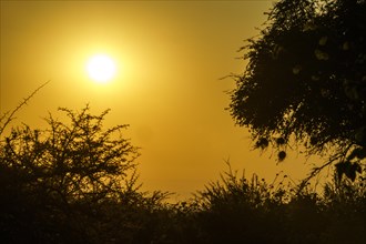 African bush at sunset. Hanging nests of Weaver birds are backlit of the sunset evening sun. Hwange National Park