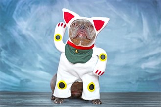 French Bulldog dog dressed up with traditional Japanese so called 'Maneki Neko' winking lucky cat Halloween costume with one fake arm raised