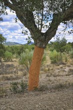 Peeled corck oak tree