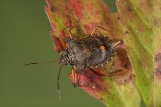 Forest bug