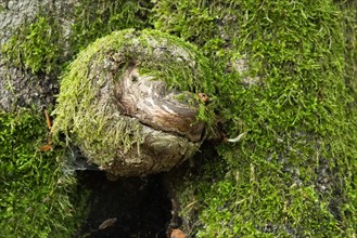 Grimacing growth on a moss-covered tree trunk