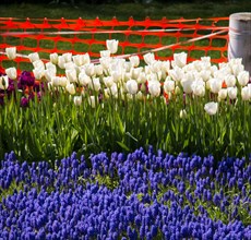 Rubber fence protection in the tulip garden