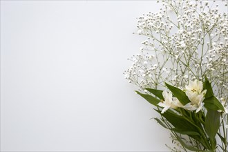 Top view baby s breath white lilies flower white background. Resolution and high quality beautiful photo