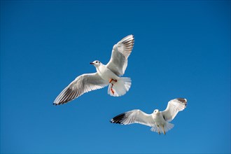 Pair of seagulls are flying in a sky as a background