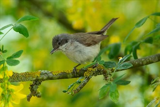 Lesser whitethroat sitting on branch in front of yellow flowers and green leaves left looking