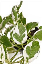 Close up of tropical 'Epipremnum Aureum N'Joy' pothos houseplant with white and green variegated leaves on white background
