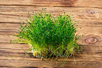 Fresh microgreens. Sprouts of chives on wooden background
