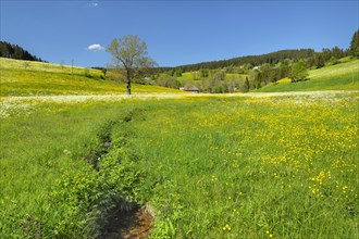 Spring landscape near Schwaerzenbach