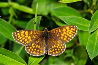 Nickerl's Fritillary Butterfly with open wings sitting on green leaf from behind