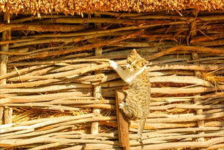 A cute little kitten climbing on a wooden fence
