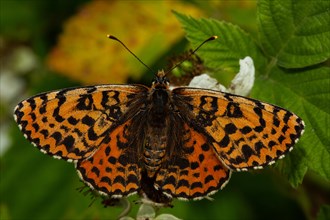 Red fritillary butterfly butterfly with open wings sitting on white flower from behind
