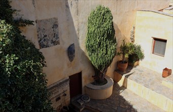 (Euphorbia) plant in the monastery complex of Preveli Monastery, Moni Preveli in the south of the